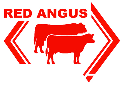 Red Angus - Dinner partner