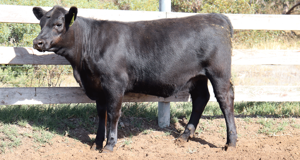 Stoney Point sending support to the Angus Foundation - Angus Australia