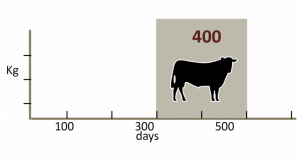 400 Day Weight - Angus Australia