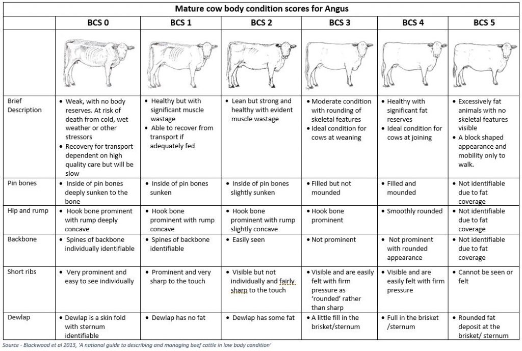 collecting-mature-cow-body-condition-scores-angus-australia