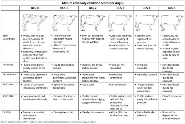 Collecting Mature Cow Body Condition Scores - Angus Australia