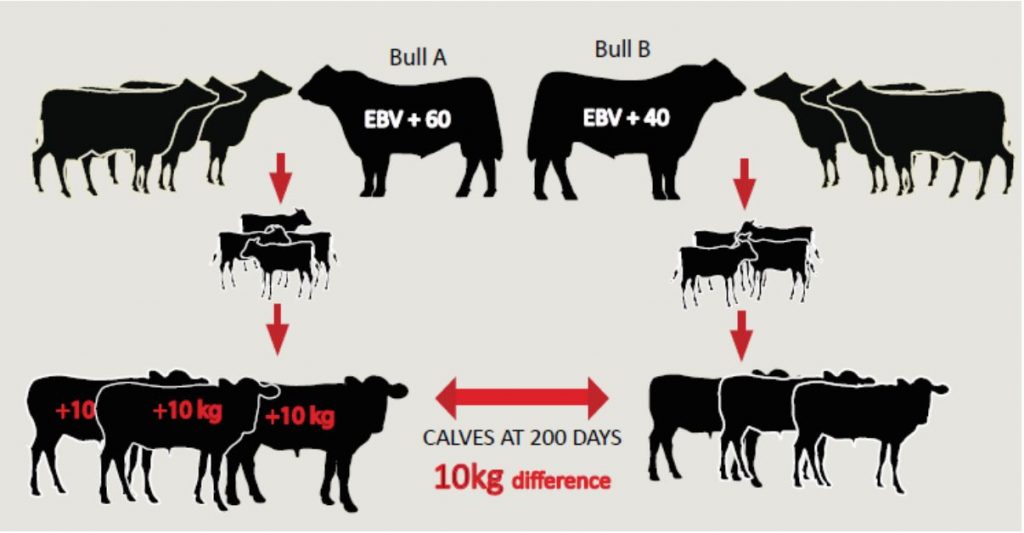 Comparing the genetics of two animals - Angus Australia