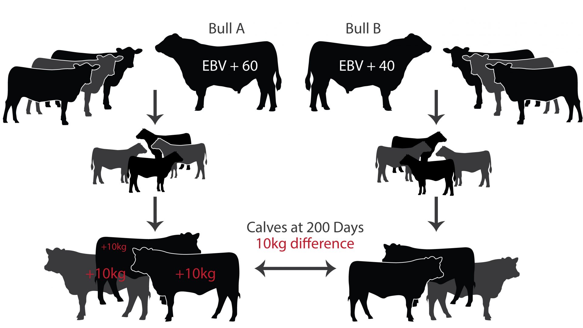 The Fundamentals of the Trans Tasman Angus Cattle Evaluation - Angus ...