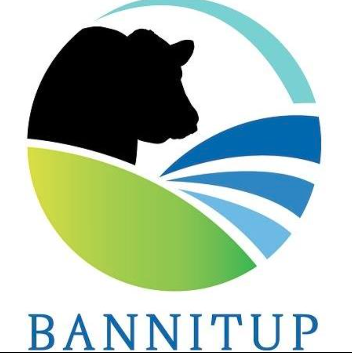 Bannitup and Naranda Angus Combined Bull Sale 2023 - Angus Australia