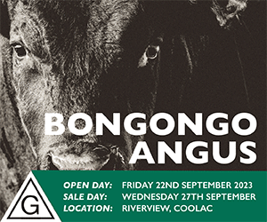 Collecting Pinkeye Scores for Angus Research - Angus Australia