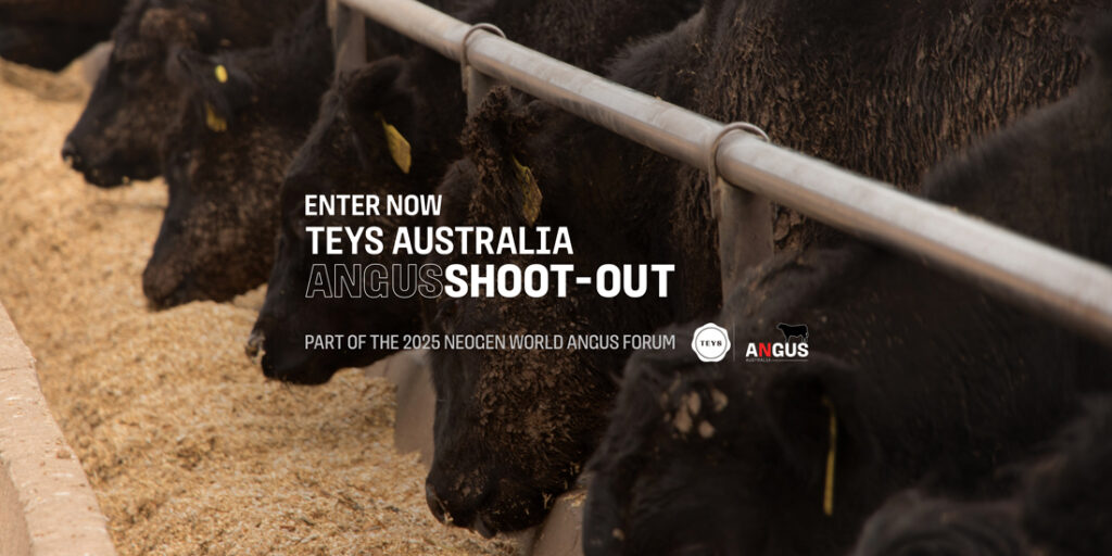 Teys Australia AngusSHOOT-OUT competition!Banner