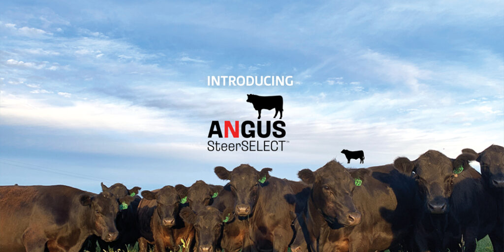 Angus SteerSELECTBanner