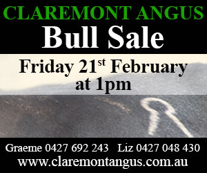 Claremont Angus